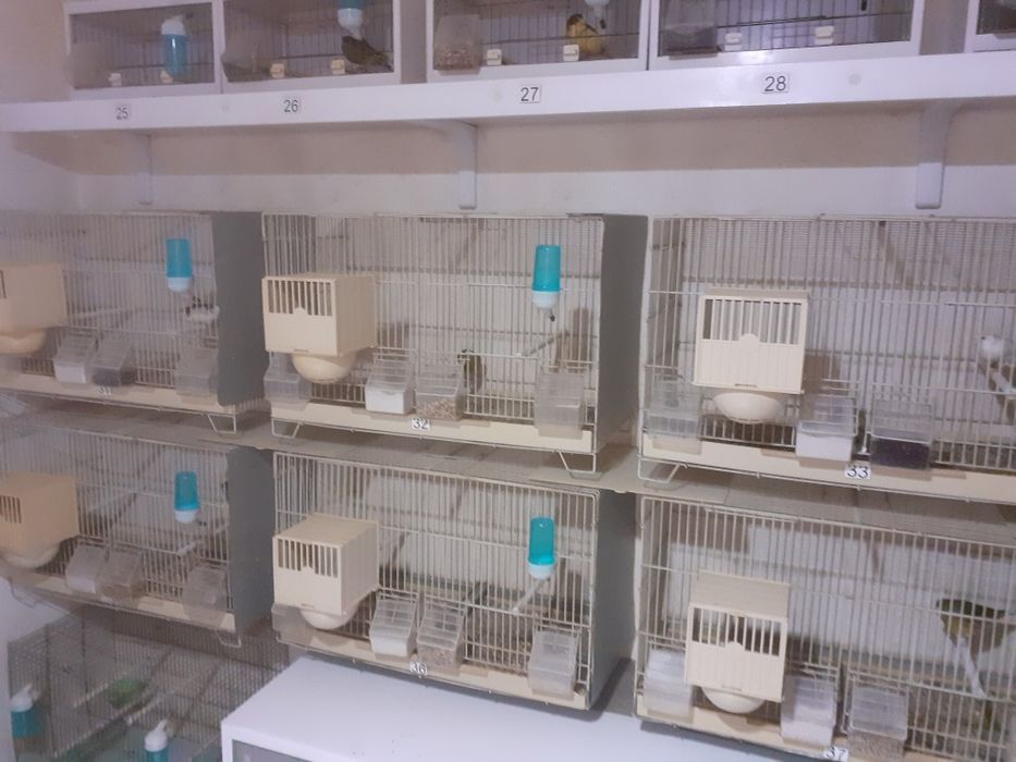 Vând canari și canarite Slavujari