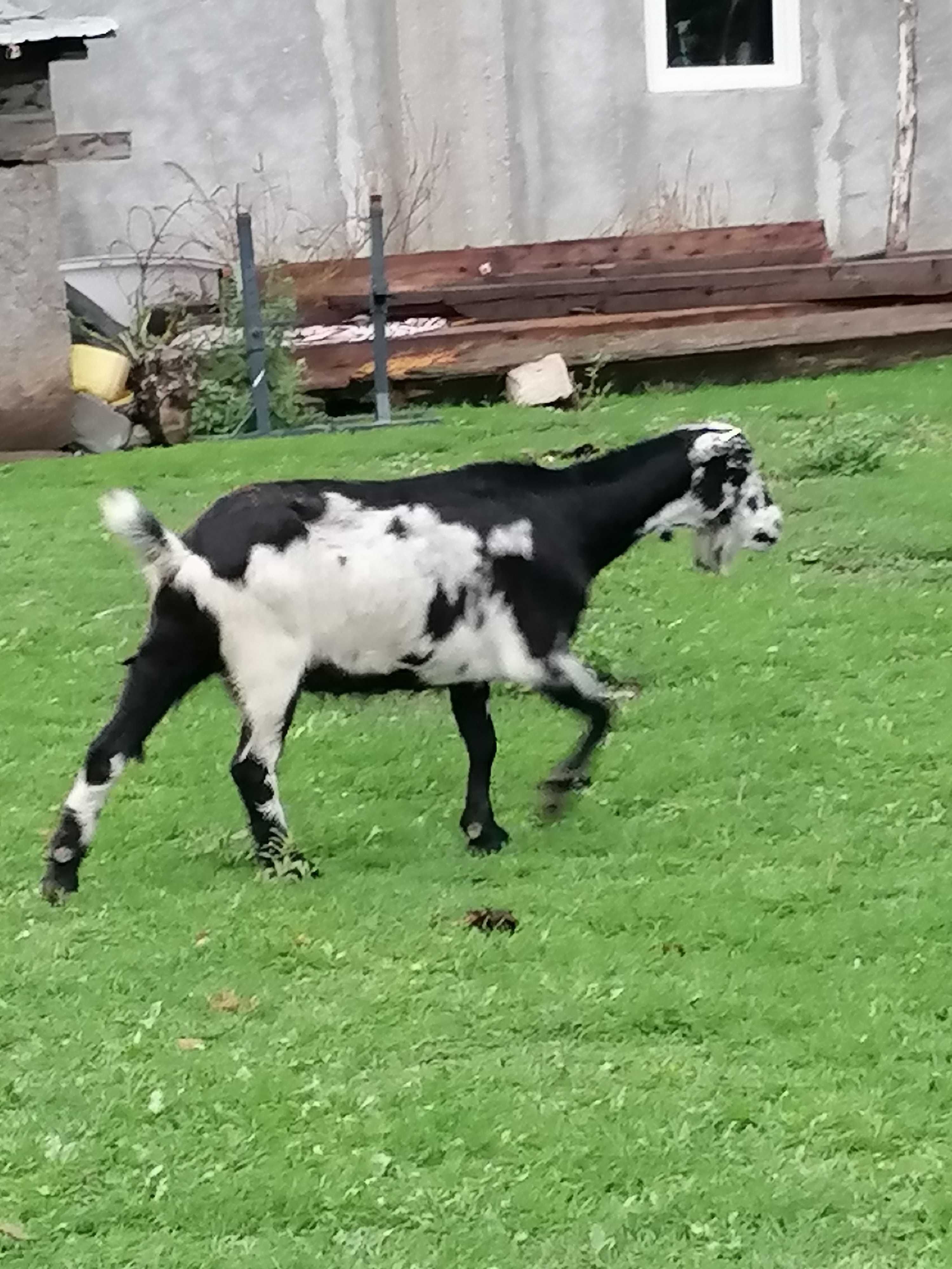 Vând capre bune de lapte