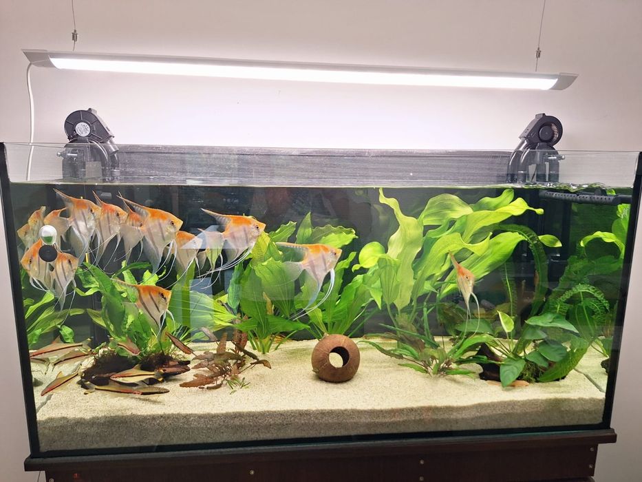 Lampa led acvariu 100 cm