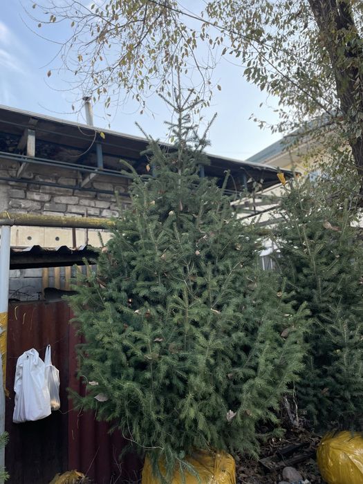 Живая елка корневои системои зеленая ель новагодная ель голубая ель