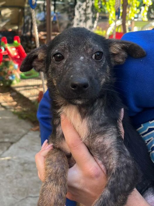 Малки бебета кученца сестрички искаме да ги спасим от улицата