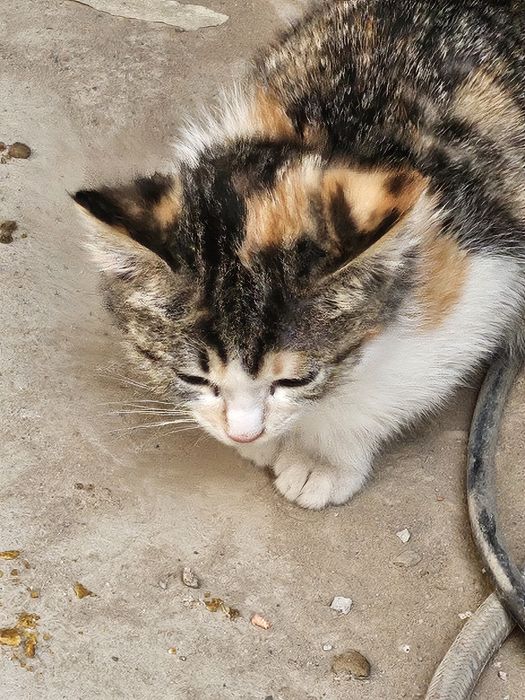 Отдам котёнка в хорошие руки ( трехцветка)