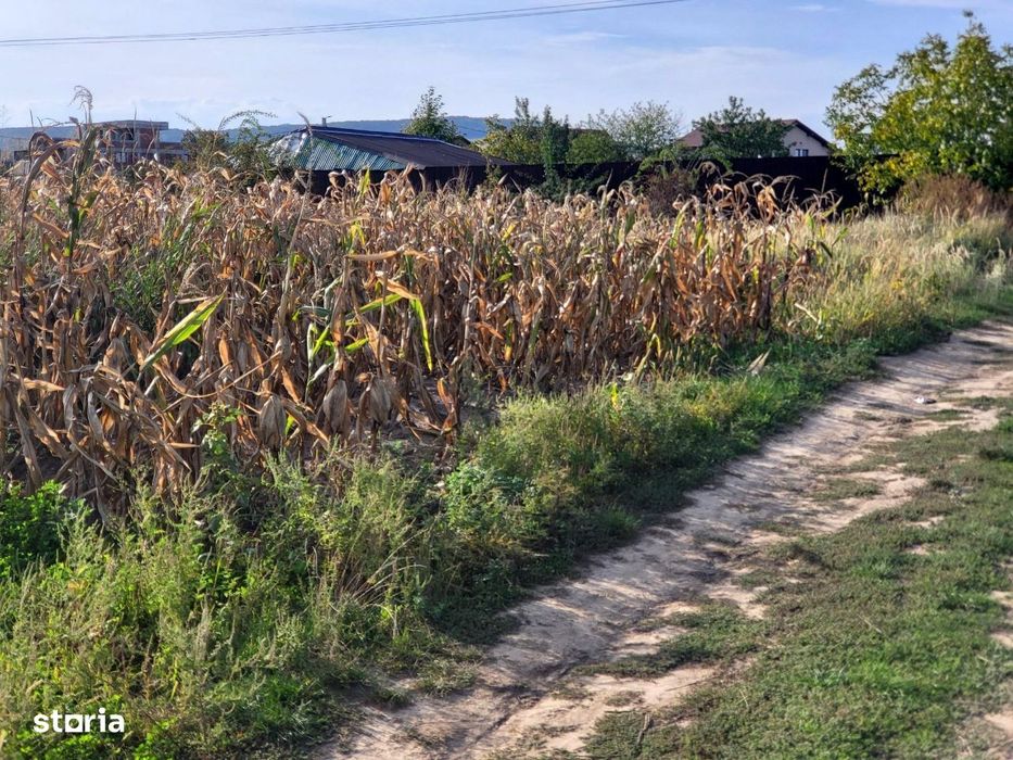 Magura - Farbe, 1200 mp intravilani, intre case, 35 euro mp