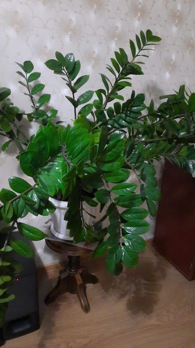 Замиокулькас- комнатное растение