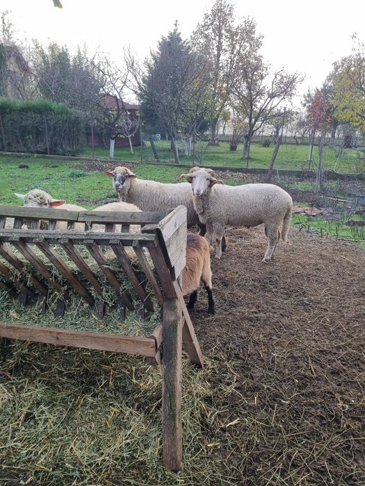 Berbec tanar pentru pastrama