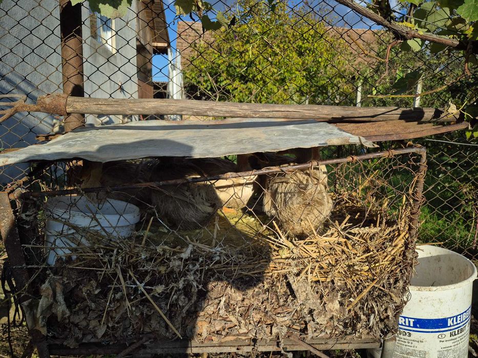 Rata indopata  de casa de vanzare zona Tarnaveni Mures