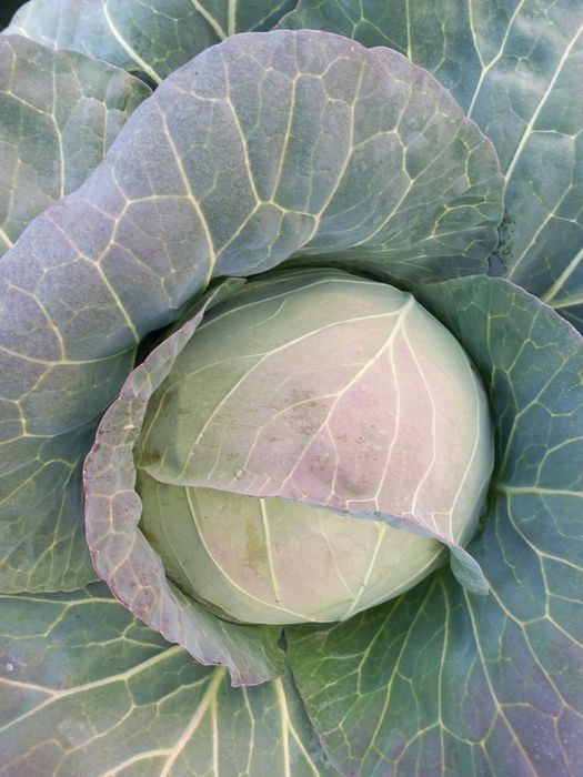 Vând varza Bucharest