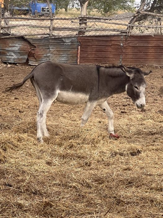 Ишак, есек еркек
