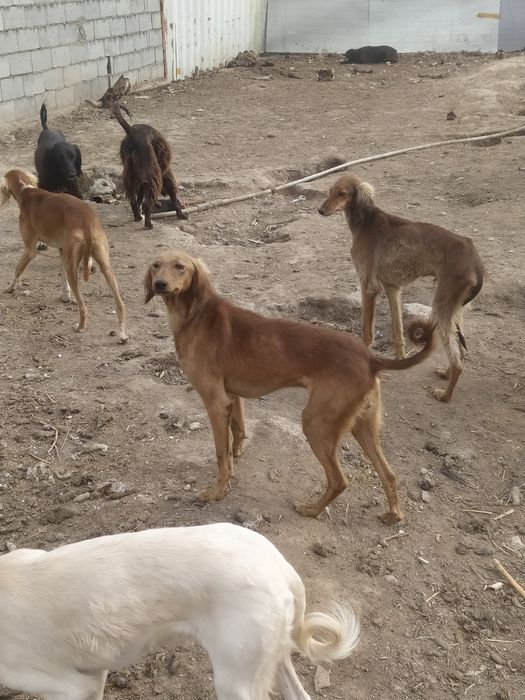 Продам тазы топ.