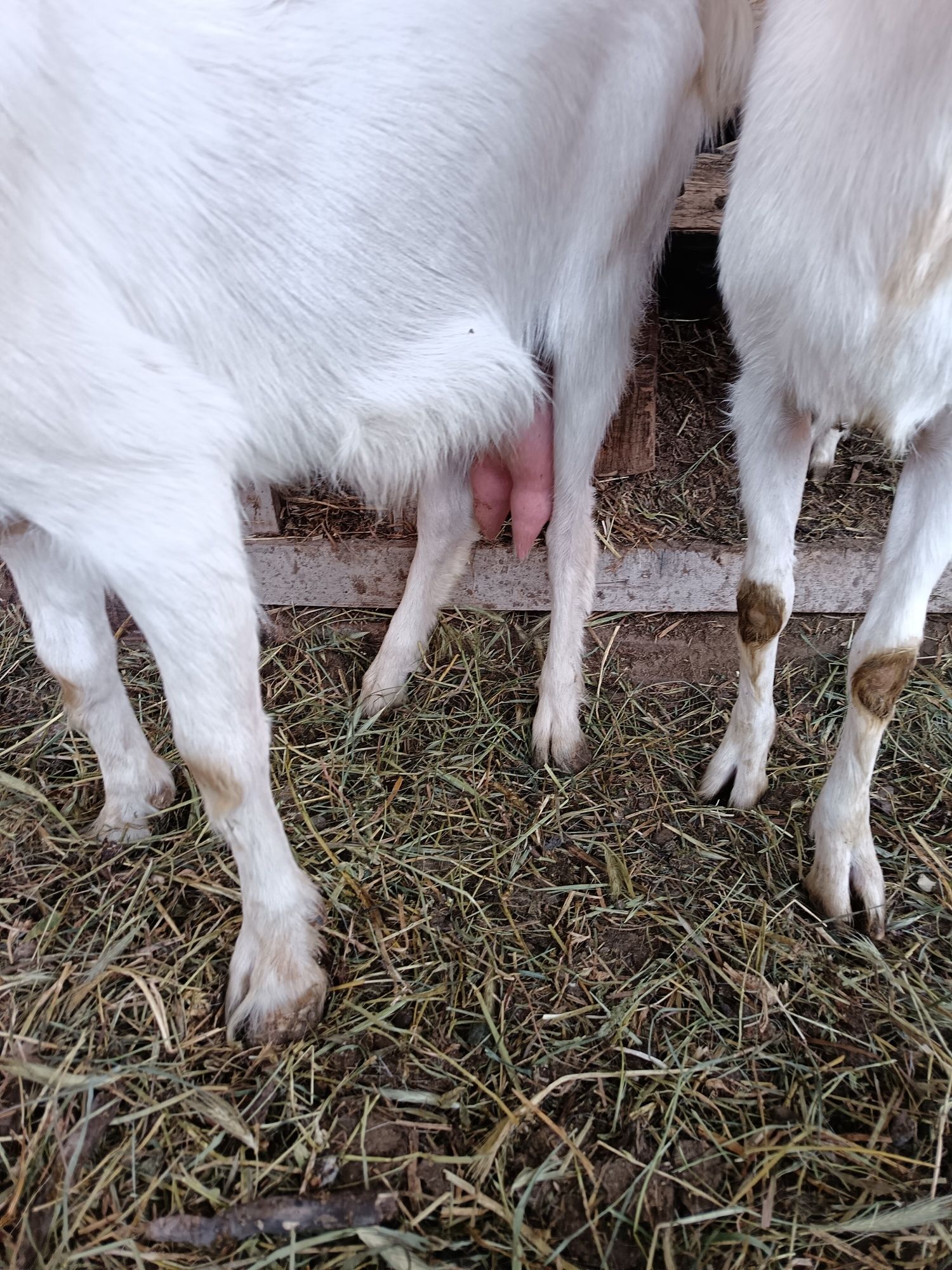 Capre bune de lapte