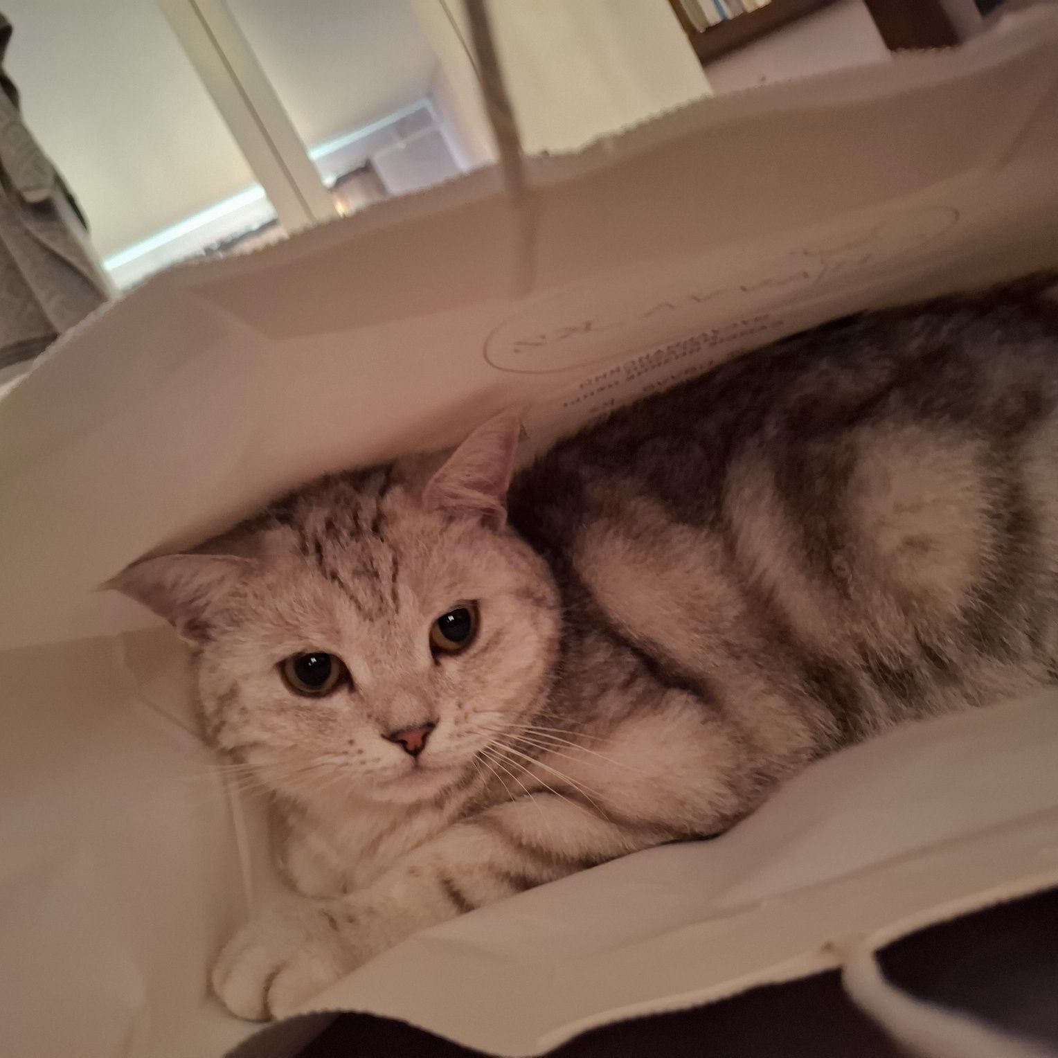 Продаётся кот. Британский прямоухий.