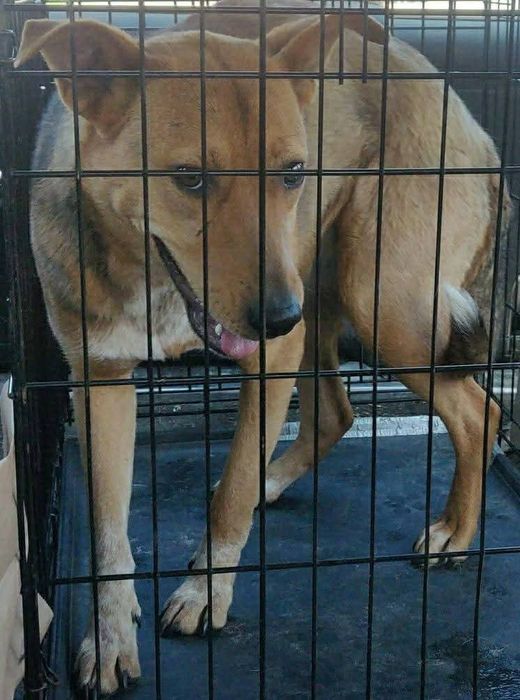 Fetița pentru adoptie