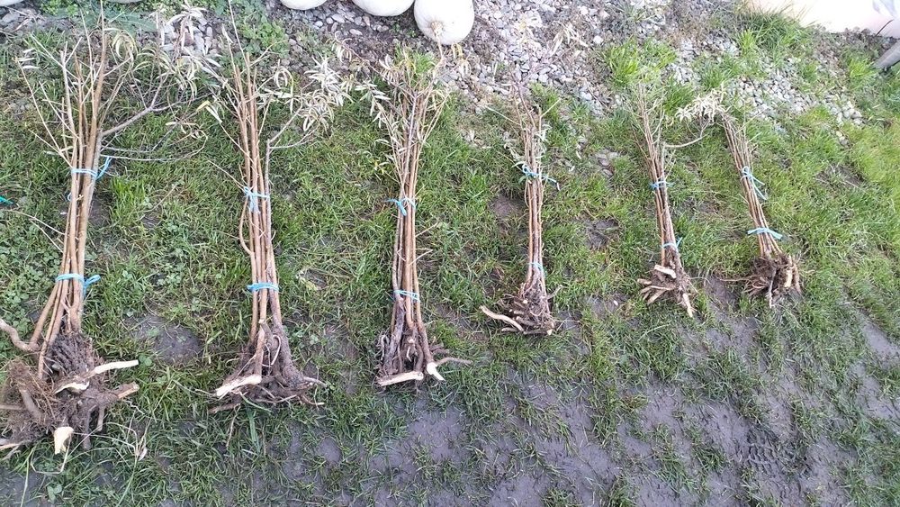 Catina puieti Clara si Mara