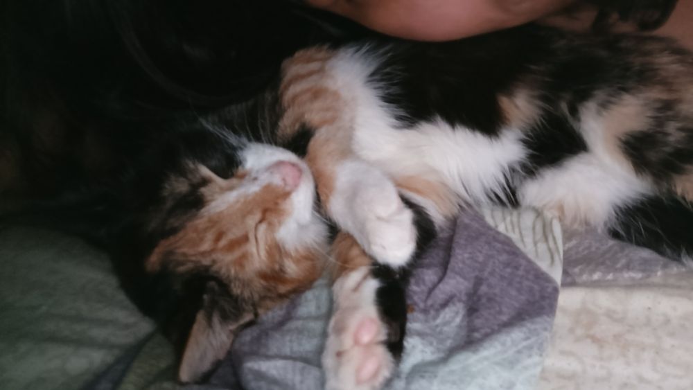 Ласковый кот ищет себе хозяина