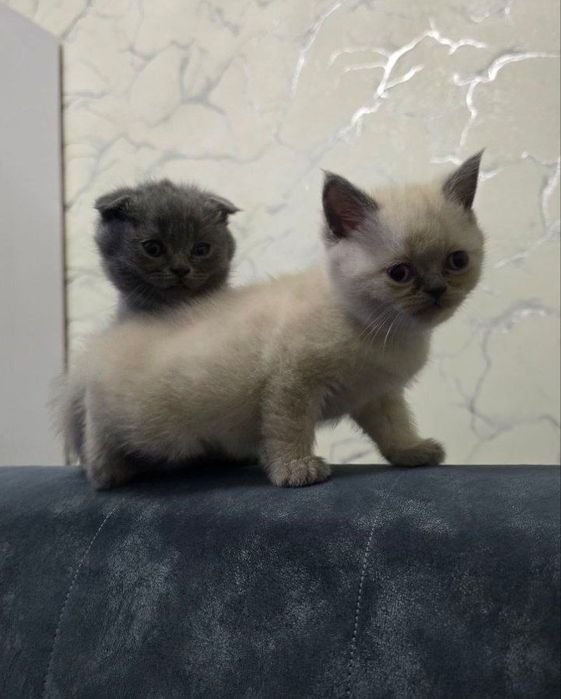 Продаются очаровательные шотландские котята