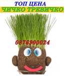 ПРОМО! Чичко Тревичко със саксийка СУПЕР ЦЕНА