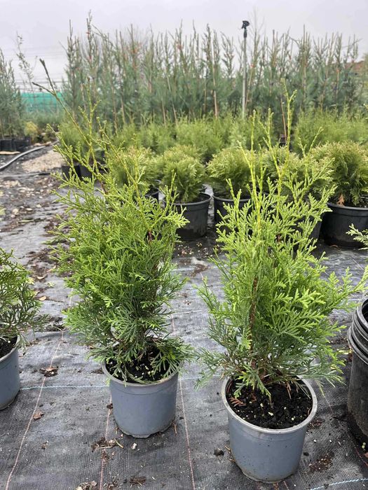 Западна туя Фастигиата