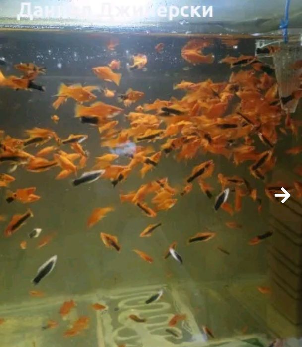 Декоративни риби -Хелер