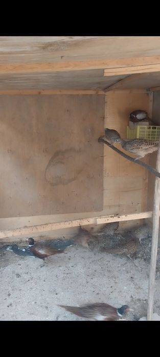 Kavkaz fazan sotiladi bahorgi jo'jalar kelishamiz barteram bo'ladi