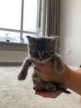 Котенок шотланец мальчик