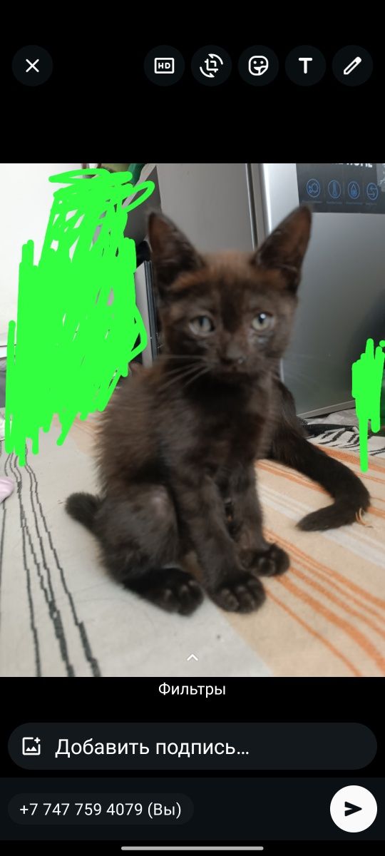 Котята девочки два месяца