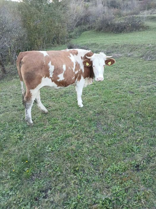 Vaca de vanzare.