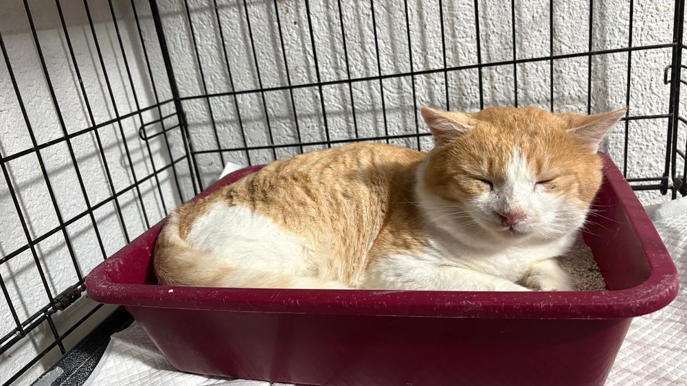 Leo, motan castrat, FIV pozitiv