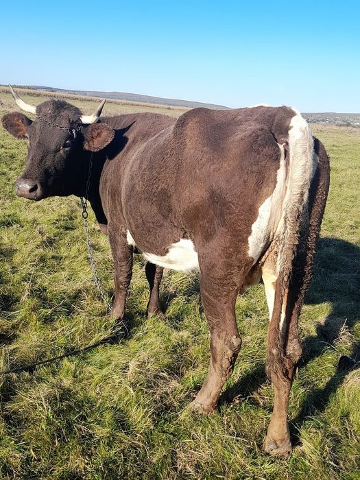 Vand iapa harmasar si vaca