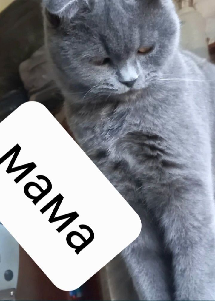 Мушук берарилади