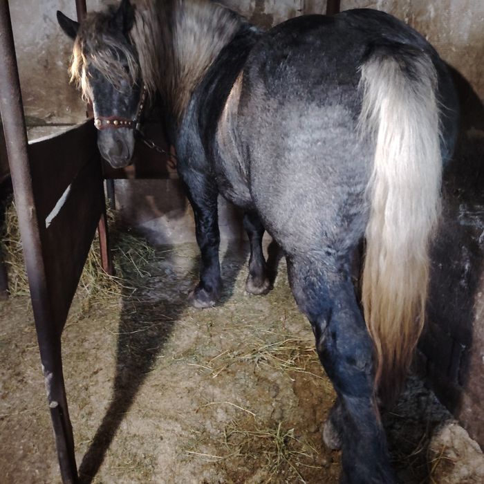 De vânzare Mânz de 2 ani