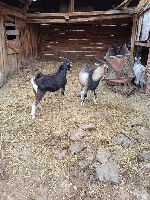 Vând ied la alegere