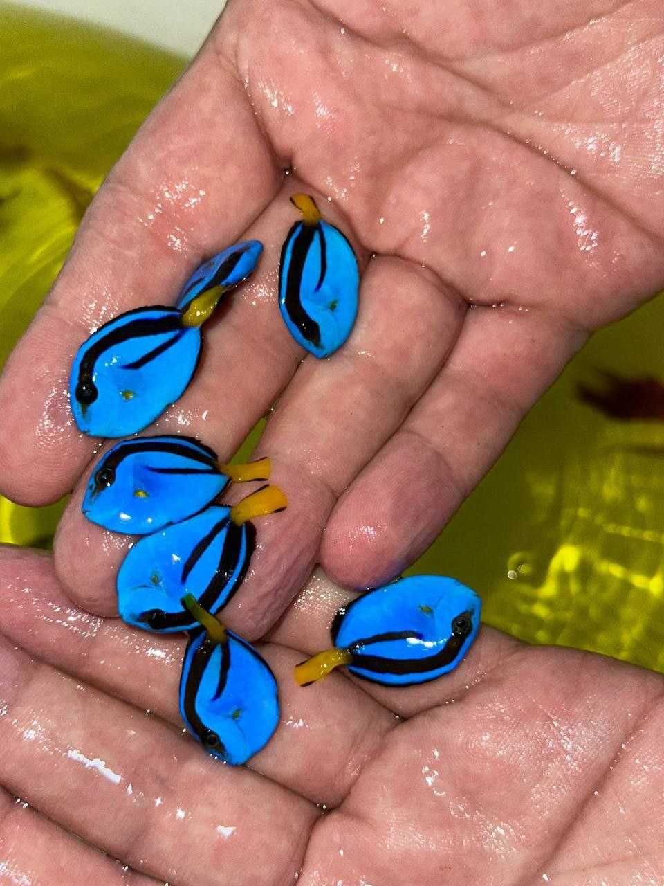 Профессиональная чистка аквариума AQUALIFE