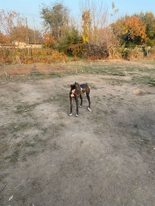 Тазы иттер сатылады