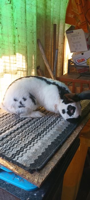 Iepuri de rasa masculi