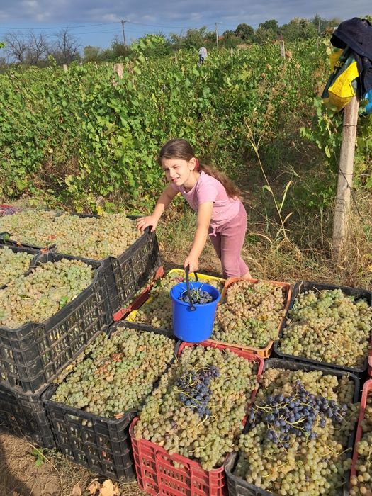 Struguri de vin .