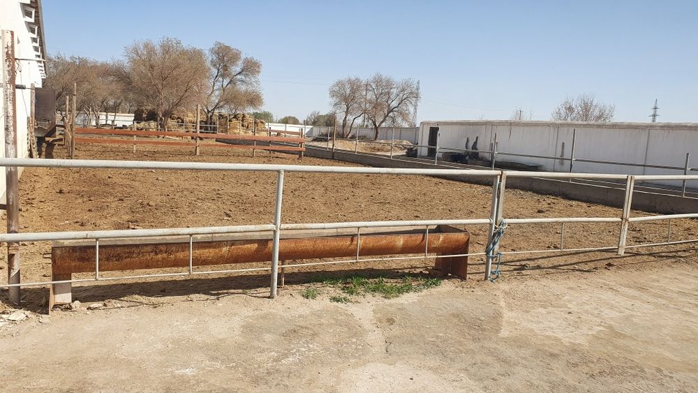 Ферма биноси сотилади.