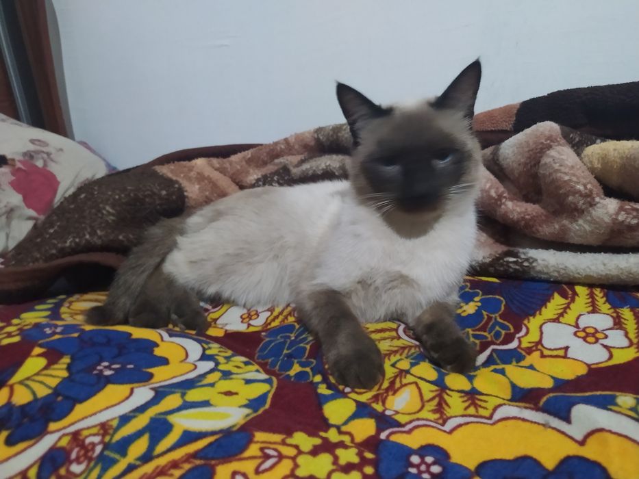 Mushukpa parodali siyamski