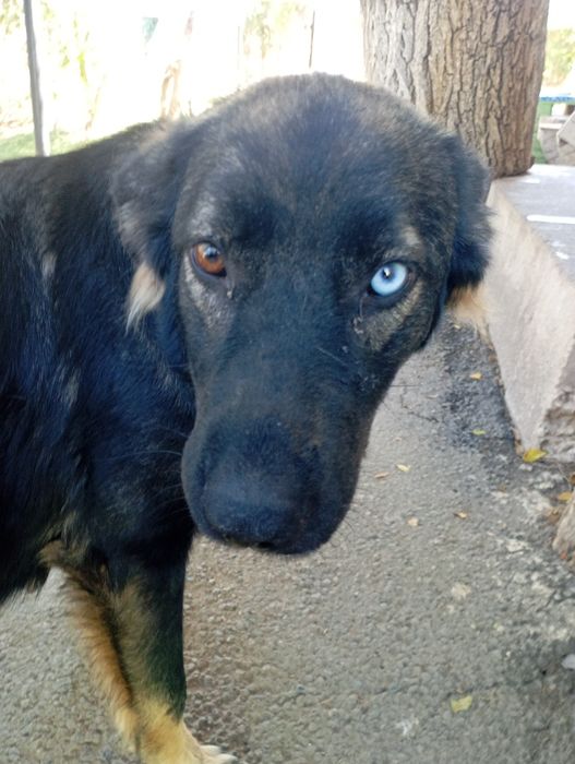 Отдам собаку в добрые руки