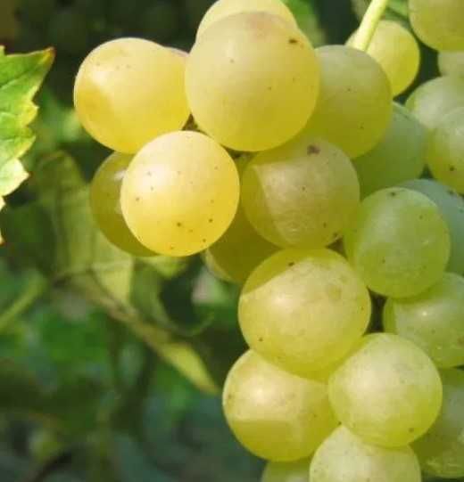 Struguri COTNARI de vin - Feteasca Grasa Francusa COTNARI