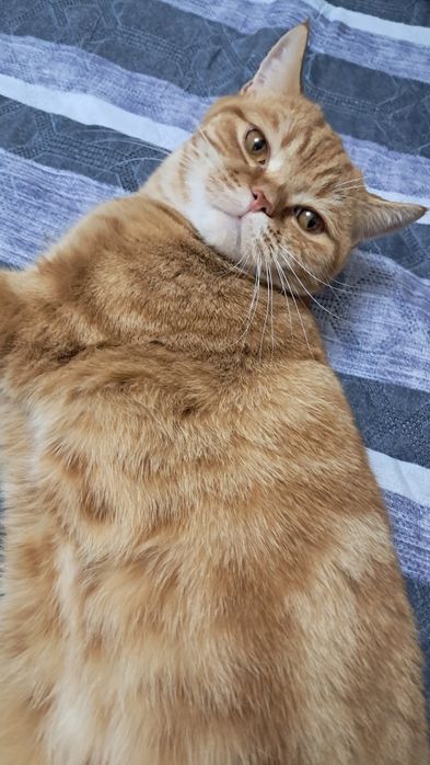 Отдам кота в хорошие руки. Ему 1 год и 3 месяца. Ко всему приучен.