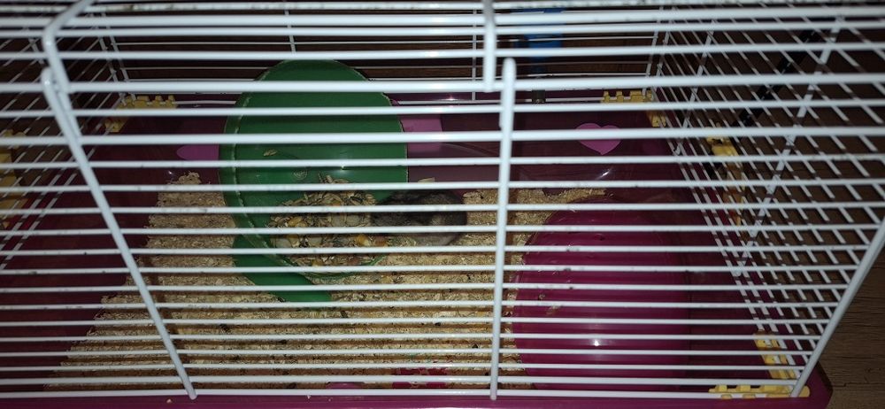 hamster si cusca complet echipata