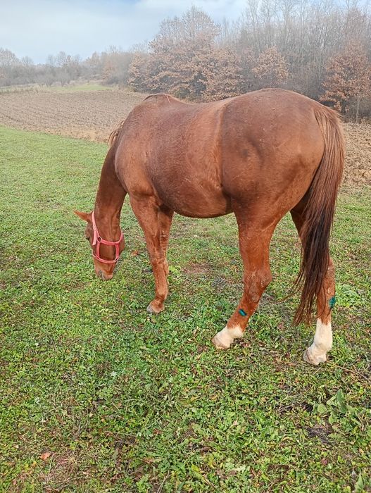 Vând cal castrat 8 ani foarte blând