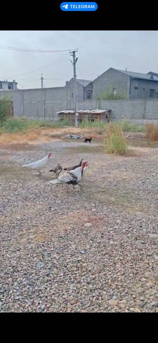 Индоутка сотилади, кичкина ва катта