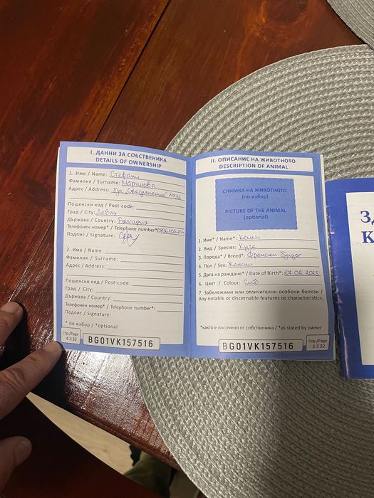 Женски Френски Булдог Син