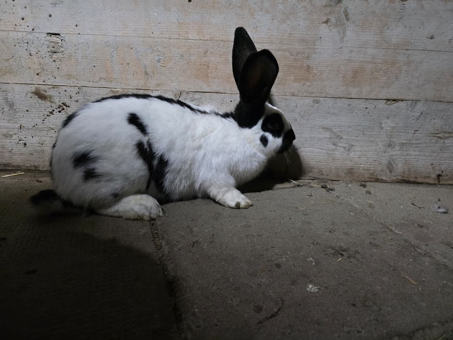 Iepure urias pestriț german