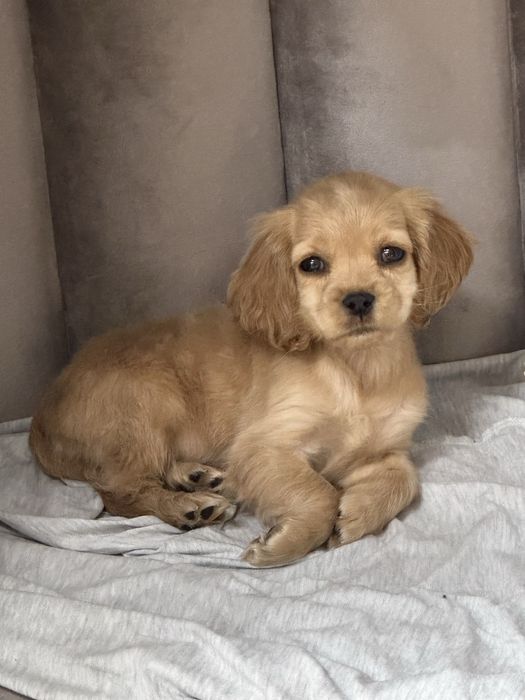 Щенок смесь спаниеля и мальтезе