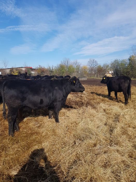 24 Vitele Gestante cu Certificat