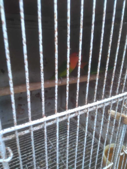 Vand Canari, Pescarusi Japonezi, Papagali Cantatori