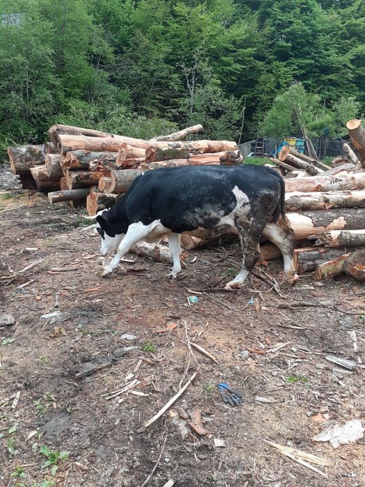 Vaca de vânzare fata de o luna