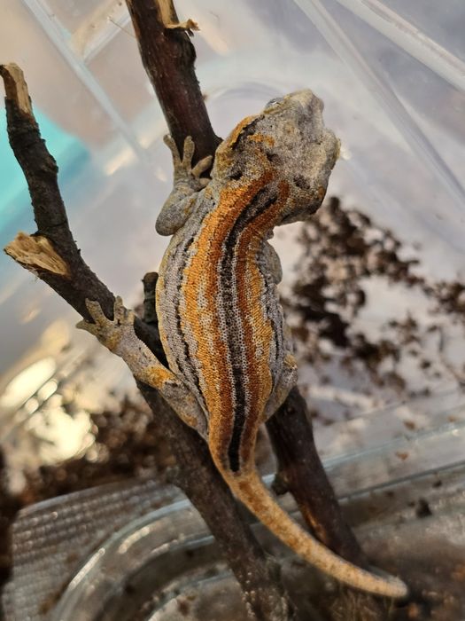 Rhacodactylus auriculatus/ Gargoyle gecko